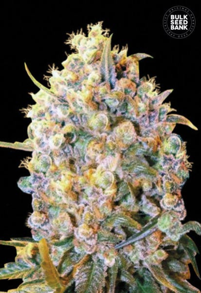 Bigger Bud - BULK SEED BANK | TanieSianie.pl