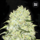 Bubblegum Extra - BULK SEED BANK | TanieSianie.pl