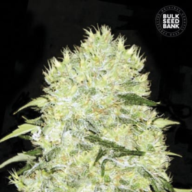 Bubblegum Extra - BULK SEED BANK | TanieSianie.pl