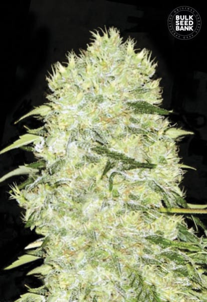 Bubblegum Extra - BULK SEED BANK | TanieSianie.pl
