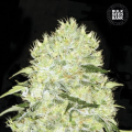 Bubblegum Extra - BULK SEED BANK