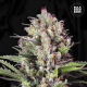 Caramel King - BULK SEED BANK | TanieSianie.pl