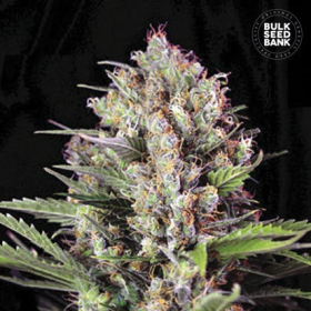 Caramel King - BULK SEED BANK | TanieSianie.pl