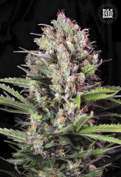Caramel King - BULK SEED BANK | TanieSianie.pl