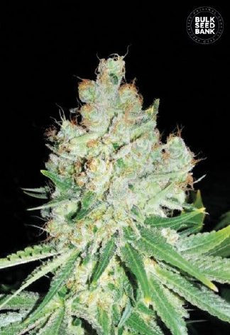Cheese - BULK SEED BANK | TanieSianie.pl