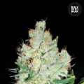 Cheese - BULK SEED BANK