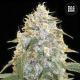Cocopopo - BULK SEED BANK | TanieSianie.pl