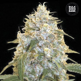 Cocopopo - BULK SEED BANK | TanieSianie.pl