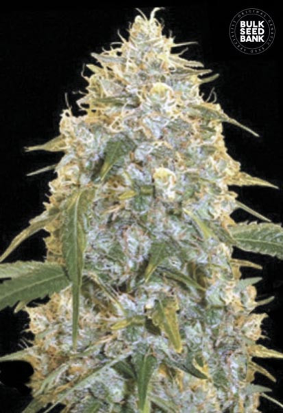 Cocopopo - BULK SEED BANK | TanieSianie.pl