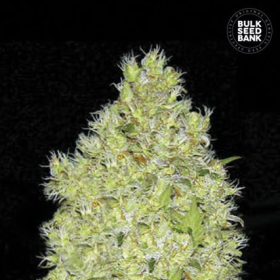 Chronical - BULK SEED BANK | TanieSianie.pl