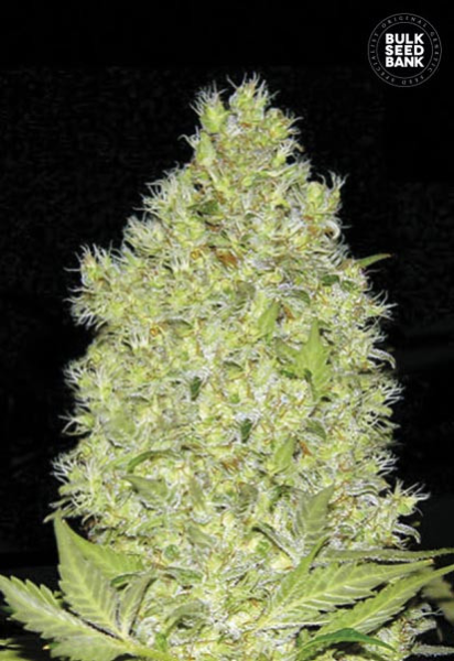 Chronical - BULK SEED BANK | TanieSianie.pl