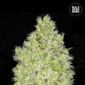 Chronical - BULK SEED BANK
