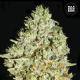 Critical - BULK SEEDS BANK | TanieSianie.pl
