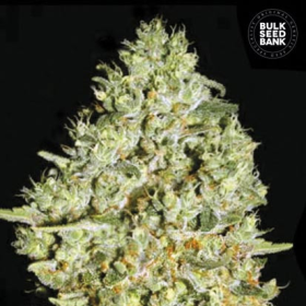 Critical - BULK SEEDS BANK | TanieSianie.pl