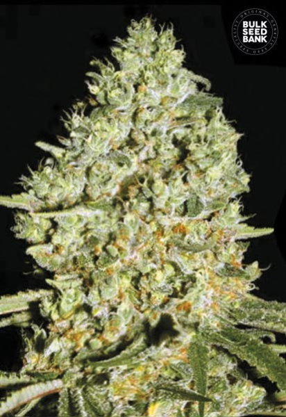 Critical - BULK SEEDS BANK | TanieSianie.pl