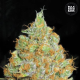 Critical Mass - BULK SEEDS BANK | TanieSianie.pl