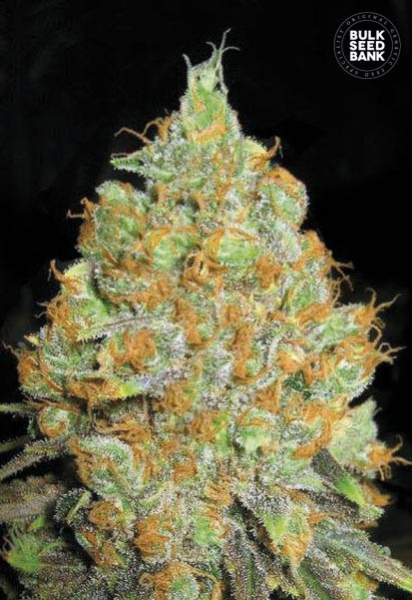 Critical Mass - BULK SEEDS BANK | TanieSianie.pl