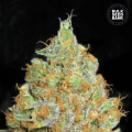 Critical Mass - BULK SEEDS BANK