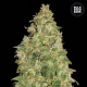 Dubai Poison - BULK SEED BANK | TanieSianie.pl