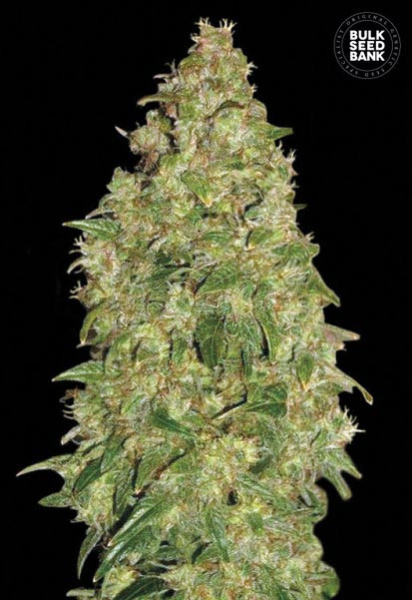 Dubai Poison - BULK SEED BANK | TanieSianie.pl