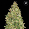 Dubai Poison - BULK SEED BANK