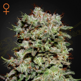Kalashnikova - GREEN HOUSE SEEDS | TanieSianie.pl