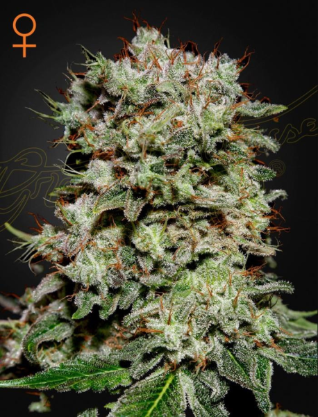 Kalashnikova - GREEN HOUSE SEEDS | TanieSianie.pl