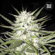 Early Top Skunk - BULK SEED BANK | TanieSianie.pl