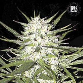 Early Top Skunk - BULK SEED BANK | TanieSianie.pl