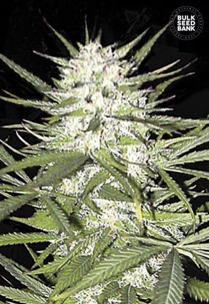 Early Top Skunk - BULK SEED BANK | TanieSianie.pl
