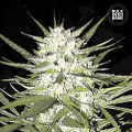 Early Top Skunk - BULK SEED BANK