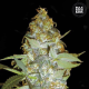 Euforia Special - BULK SEEDS BANK | TanieSianie.pl