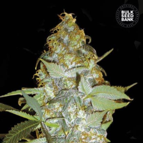 Euforia Special - BULK SEEDS BANK | TanieSianie.pl