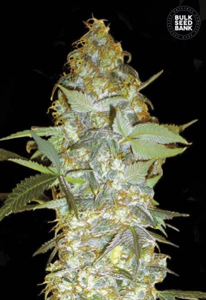 Euforia Special - BULK SEEDS BANK | TanieSianie.pl