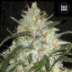 Grapefruit - BULK SEEDS BANK | TanieSianie.pl