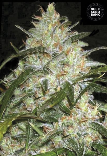 Grapefruit - BULK SEEDS BANK | TanieSianie.pl