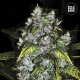 Good Wild Shark - BULK SEEDS BANK | TanieSianie.pl