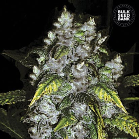 Good Wild Shark - BULK SEEDS BANK | TanieSianie.pl