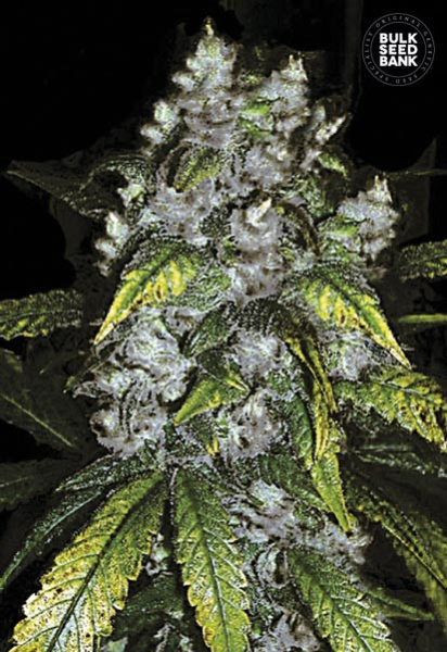 Good Wild Shark - BULK SEEDS BANK | TanieSianie.pl