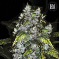 Good Wild Shark - BULK SEEDS BANK