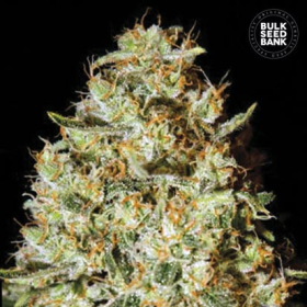 Nepal Gold - BULK SEEDS BANK | TanieSianie.pl