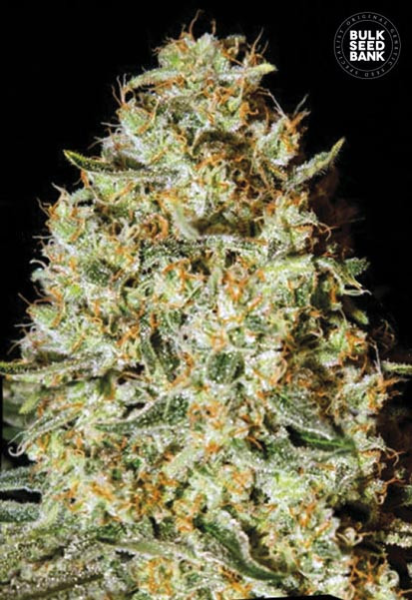 Nepal Gold - BULK SEEDS BANK | TanieSianie.pl