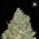 Jack Hair - BULK SEED BANK | TanieSianie.pl