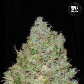 Jack Hair - BULK SEED BANK | TanieSianie.pl