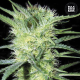 K2 - BULK SEED BANK | TanieSianie.pl
