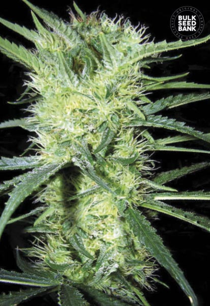 K2 - BULK SEED BANK | TanieSianie.pl