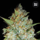 Kali's Mistery - BULK SEEDS BANK | TanieSianie.pl