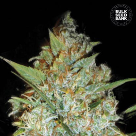 Kali's Mistery - BULK SEEDS BANK | TanieSianie.pl