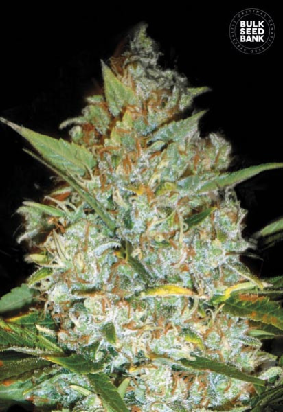 Kali's Mistery - BULK SEEDS BANK | TanieSianie.pl
