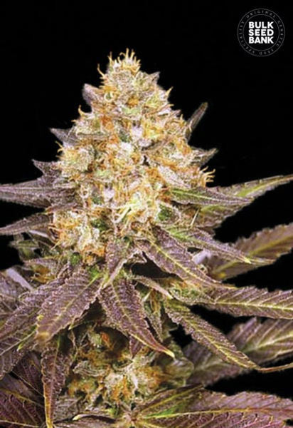 Lavender Best - BULK SEED BANK | TanieSianie.pl